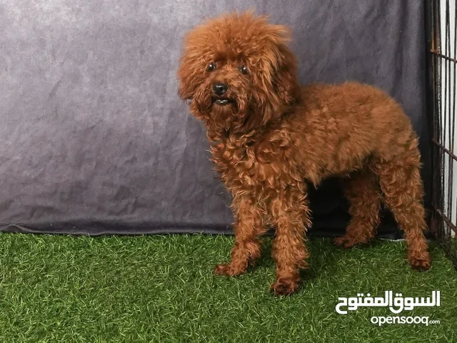 teacup poodle (adult) deep red