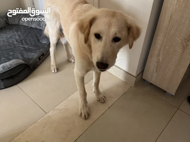 Golddader puppy for adoption