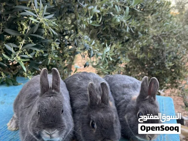 ارانب قزم هولندي