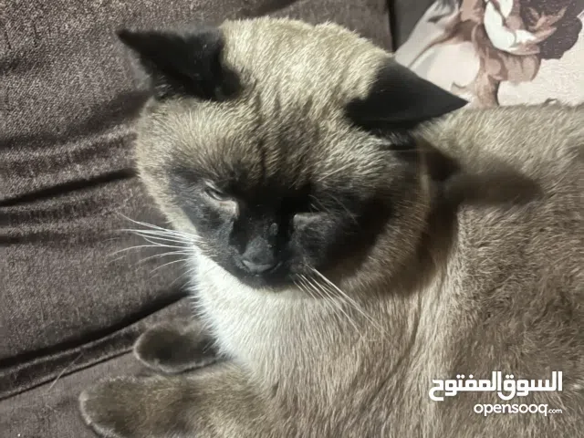 قطط سيامي للبيع