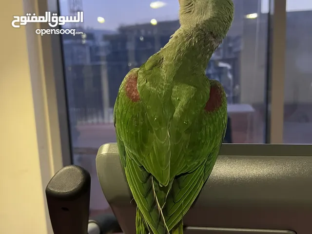 فرخ ببغاء النيبالي اليف جدا ما طيران حر وما يعرف العض وحجمه كبير ، ياكل حبوب وبيوقف غر هاليومين .