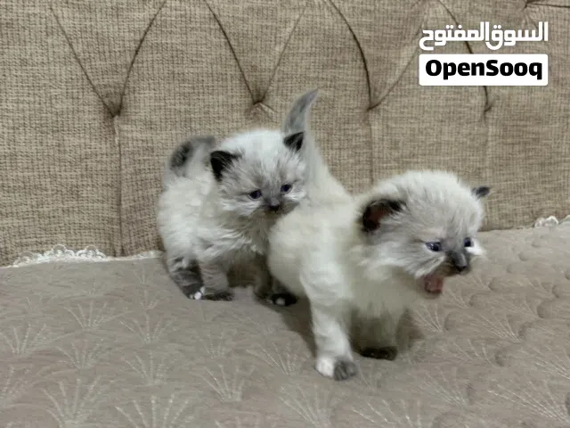 قطط للبيع هملايا سيامي
