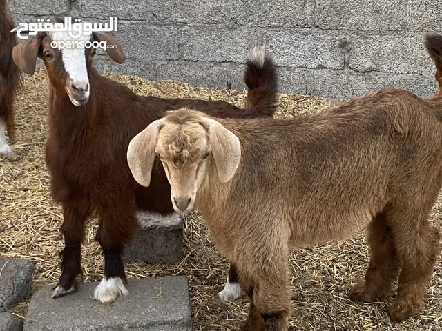 تيوسه صغار