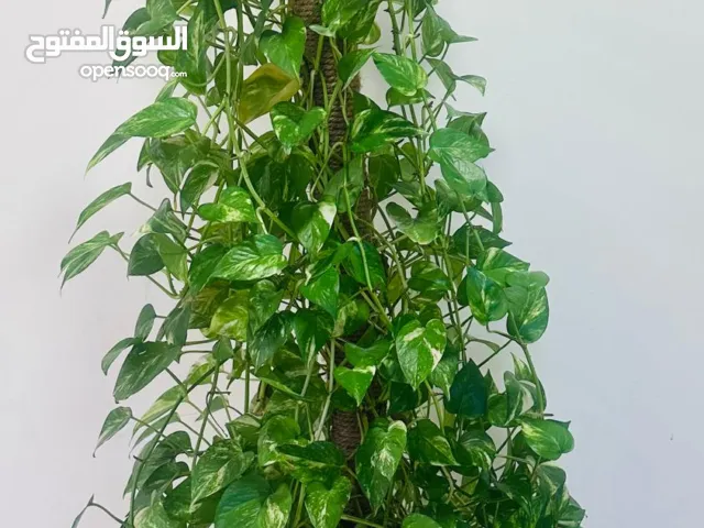Healthy Money Plant with Pot Big Size