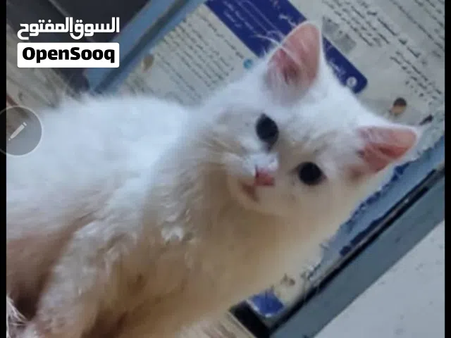 قطة شيرازي بسعر مغري جدا بدل25 ب15 والحجز بعربون وللاولية