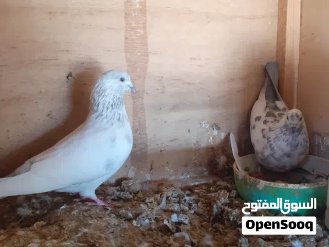 كوبيه بكستاني للبيع