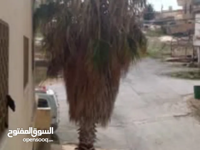 شجره نخيل واشنطن