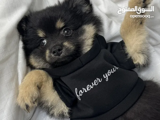 أنثى بومرينيان