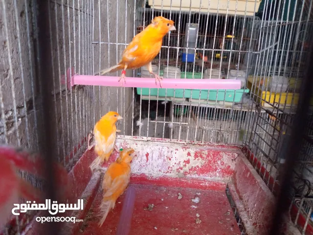 كنار جزري غامق ( احمر ) حمام هزاز باكستاني يهودي هزاز هندي للبيع والسعر على التلفون التسليم بالسلط
