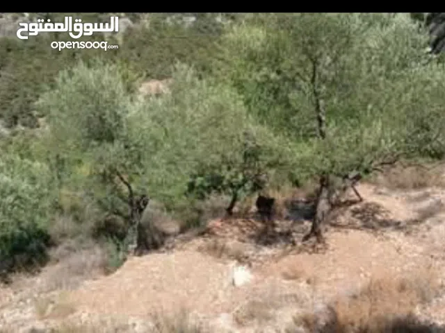 ارض للبيع مشجرة زيتون مساحة 985م سع 25000$