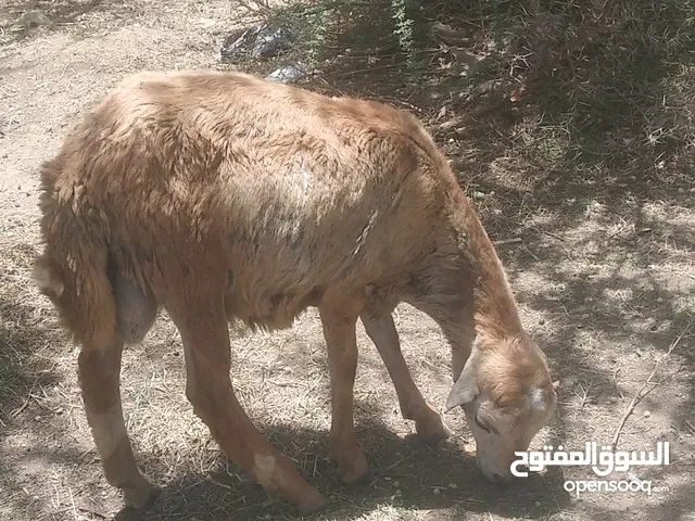 كبش اضحية بلدي نظيف مرعي عشب شوف المرعى بعينك وحجم الكبش مايحتاج