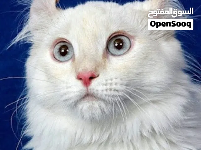 مطلوب كزبية غزال للتبديل اقراا الووصف