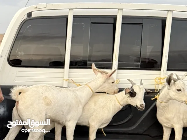 للبيع تيوس صلاليه