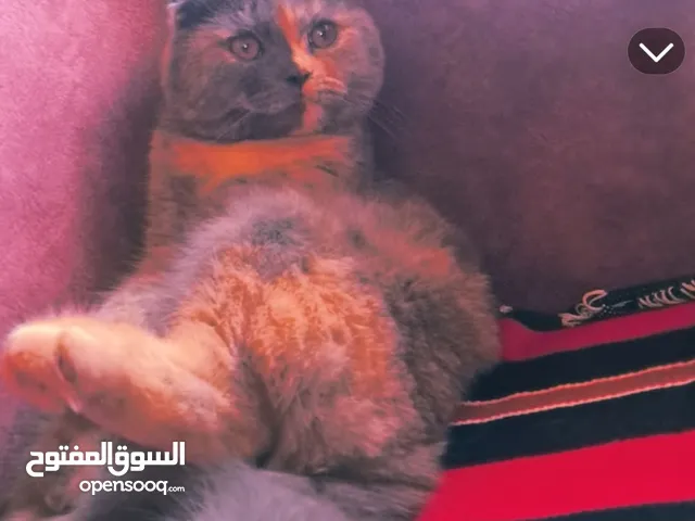 سكوتش فولد تورتيلا