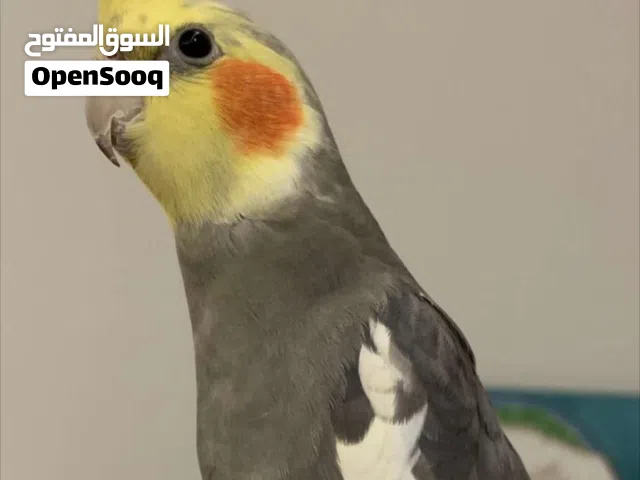 ذكر كروان هدد