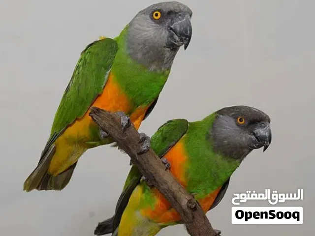 مطلوب جوز سنغالي