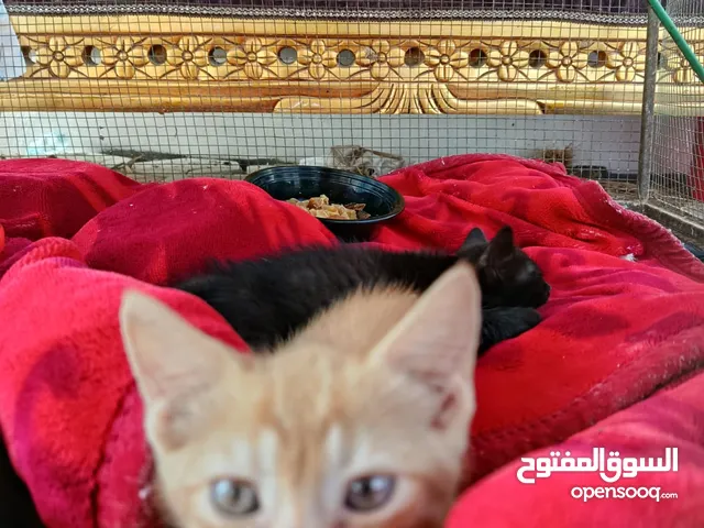 انثاء اليف ويتبعك يشرب حليب وشارنوه 100