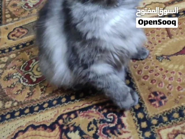 قطة شيرازي على هيملايا أنثى جميلة لون ملكي