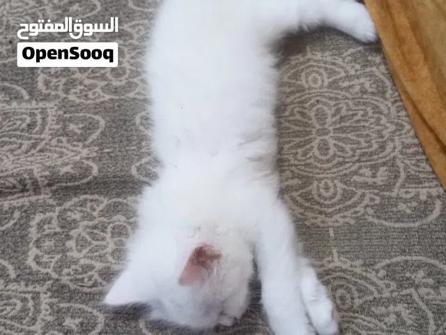 قطط عدد ثلاث للتبني مع امهم عنوان الزبير