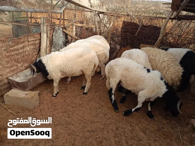 خرفان الله يبارك للبيع مكان القرهبوللي