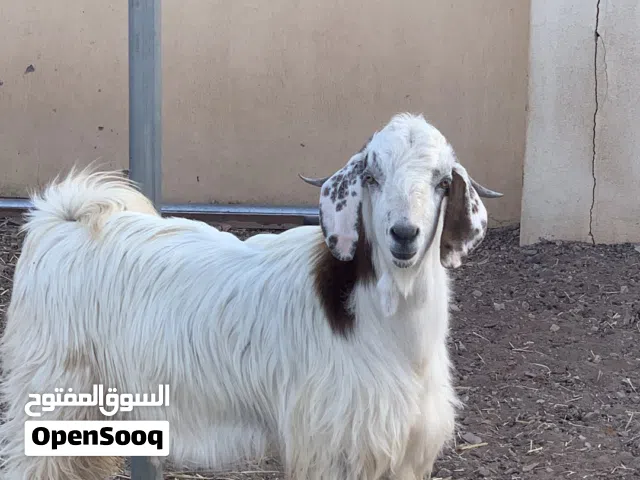 تيس عمر سنه من سلالة البارقوت