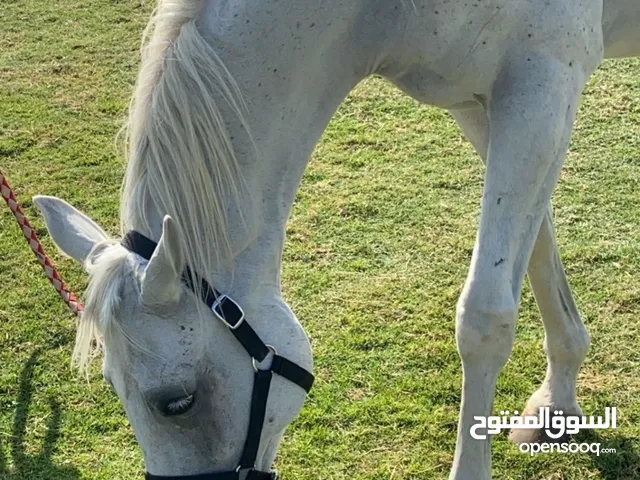 Her name is Heba her date of birth is on 17/03/2017 The horse is very calm and suitable for all ages