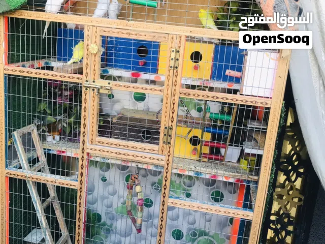 متاح هاجرمو  عيون حمر  اربع زواج واحد عادي معا القفص كامل ملحقات طول القفص مترتين مكاني بصره