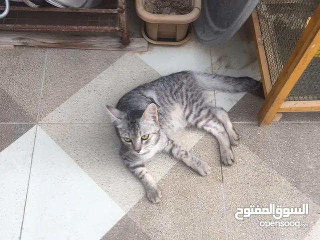 قطط للبيع 15ریال