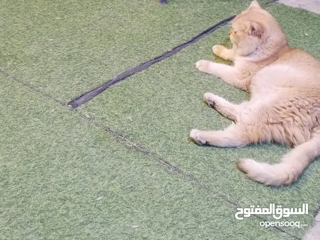 فحل ny12 للتزاوج مسجل عالميا