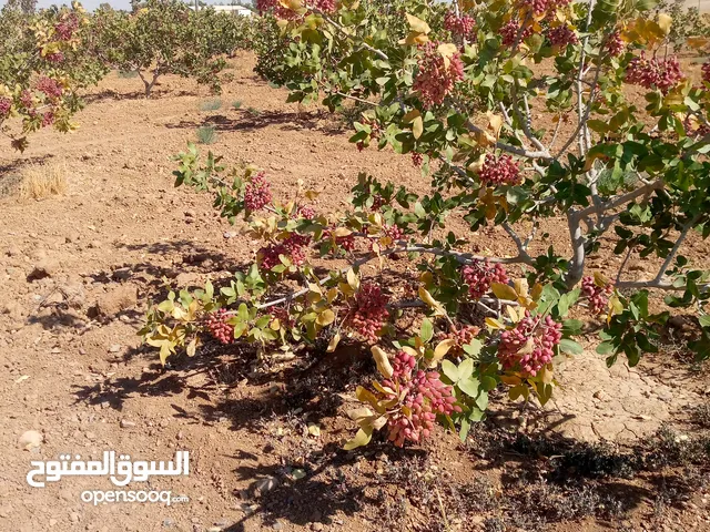 فستق حلبي للبيع انتاج الاردن