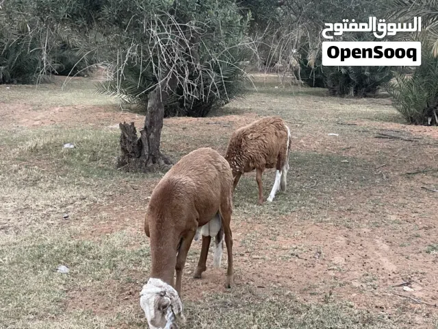 خرفان للبيع