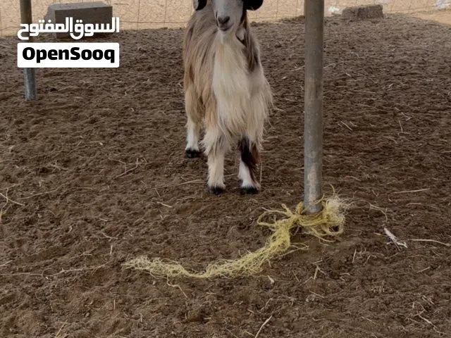 للبيع صخله بكر