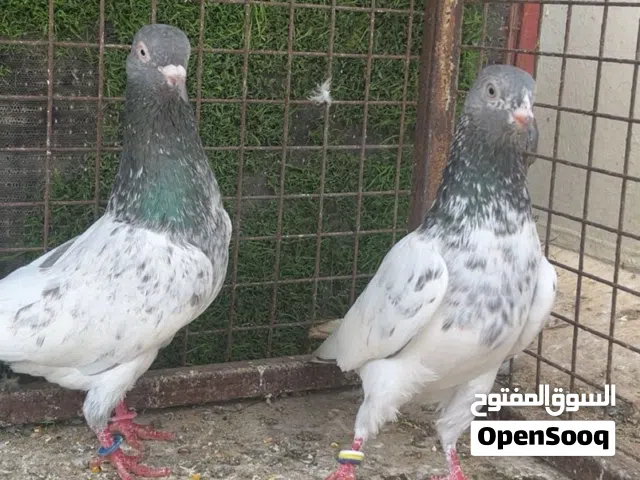 حمام باكستانيات