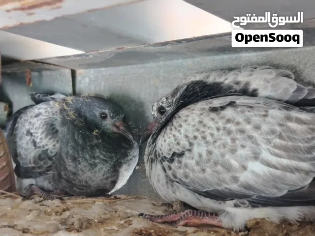 للبيع حمام شباب