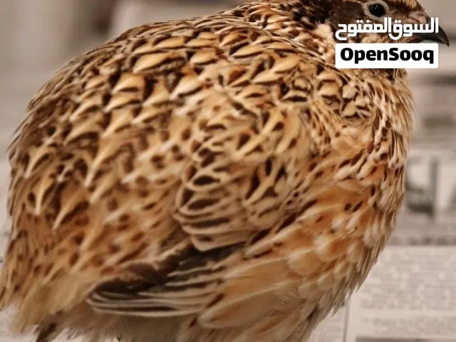 طيور السمان