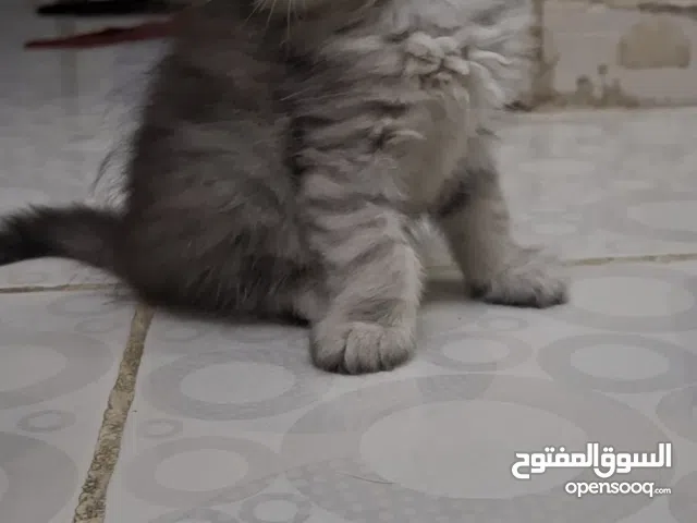 كتن للبيع بي مبلغ رمزي