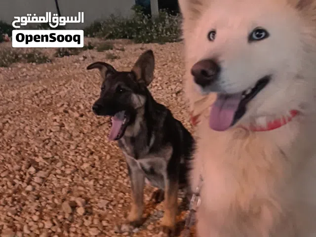 كلب هاسكي روسي  للبيع  + جرو