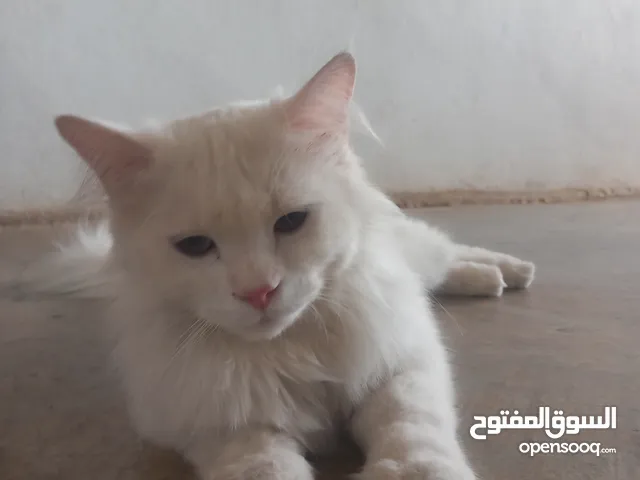 قطه للبيع بسعر مناسب