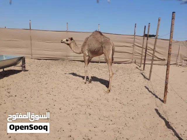 بكره فطيمه للبيع للمراكيض ونواميس أن شاء الله