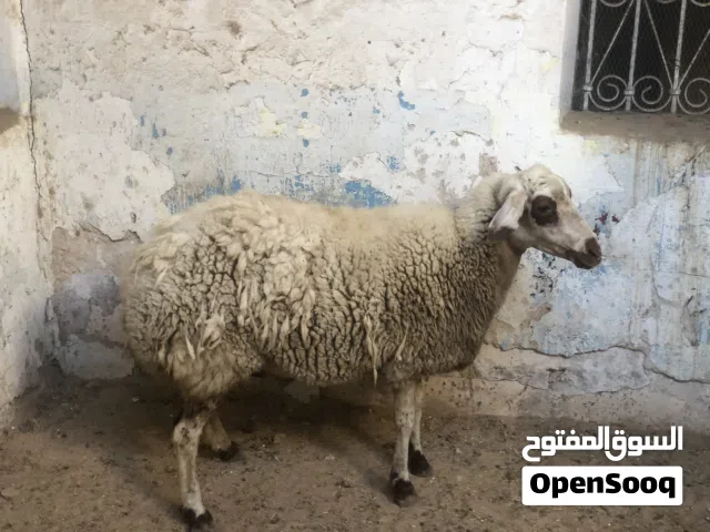 نعجه حايل للبيع