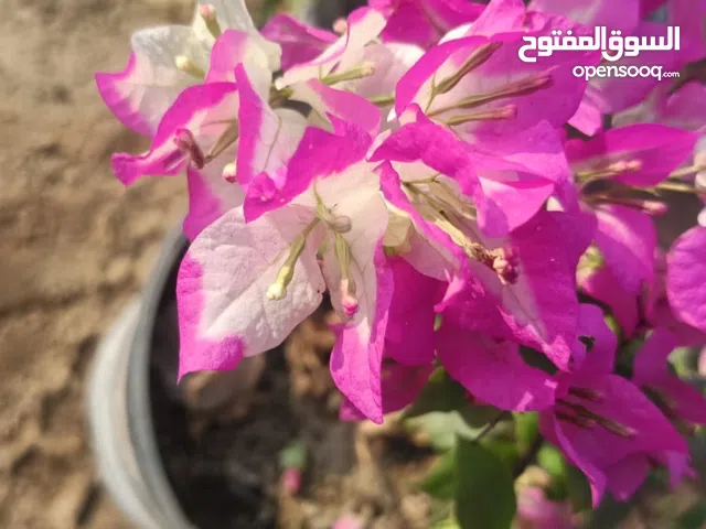 عرض التوفير الأقوى! بوكس الجهنميات الـ 12 لونًا - 120 ريالاً فقط