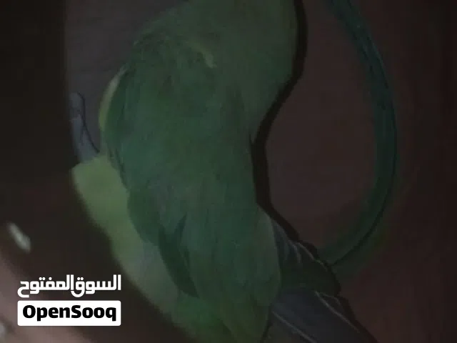 بغبغاء دره أخضر أنثى للبيع
