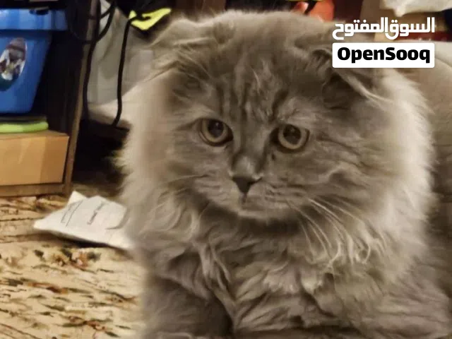 قطط شيرازية وسكوتش للبيع