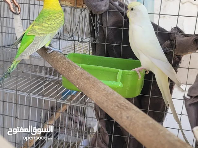 بادجي عررررطه +واحد مجاناً