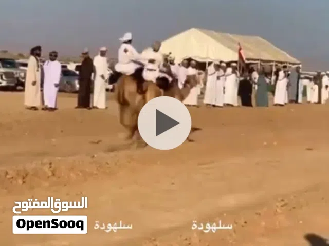 جمل للبيع يلي يبا يتواصل
