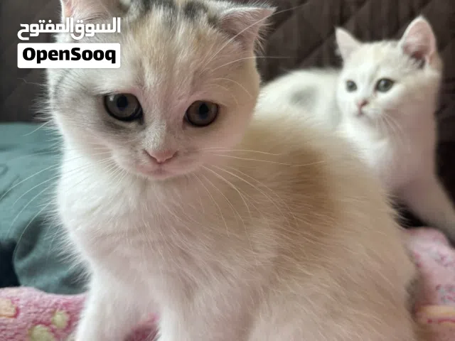 سكوتيش فولد و ستريت إناث