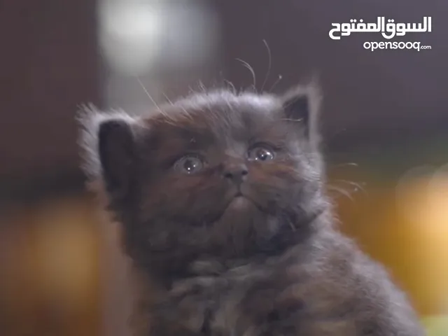 قطط هملايا x بريتيش