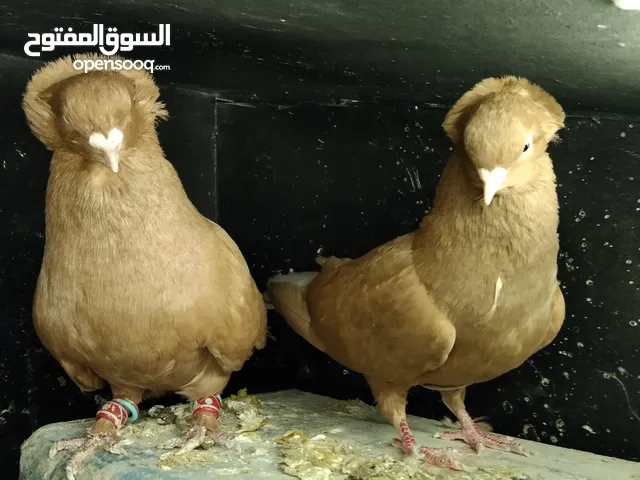 السلام عليكم بسم الله ما شاءالله جواز كلها نخب اول