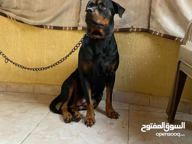 نتاية روت وايلر