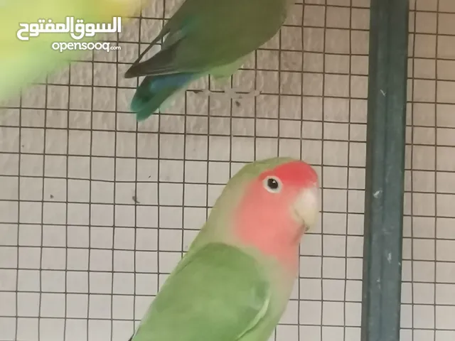 زوج روز منتج من قبل للبيع اللون كما في الصوره